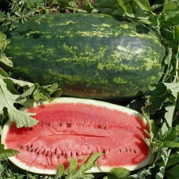 Kleckley's Sweet Watermelon Seeds – Heirloom, Large & Juicy, Citrullus lanatus, Non-GMO, Home Garden, Summer Fruit Seeds