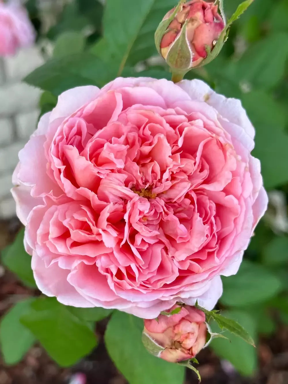 Prairieville Prince Rose Plant Cuttings - 4 Live Rosa 'Prairieville Prince' Flower Cuttings for Garden or Patio