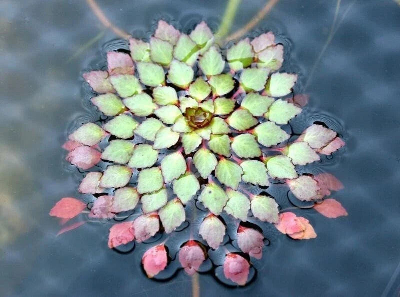 Live Aquatic Plants - Ludwigia Sedioides - 3 Pack - Mosaic Plant for Aquarium & Pond - Easy Care, Variegated Leaves