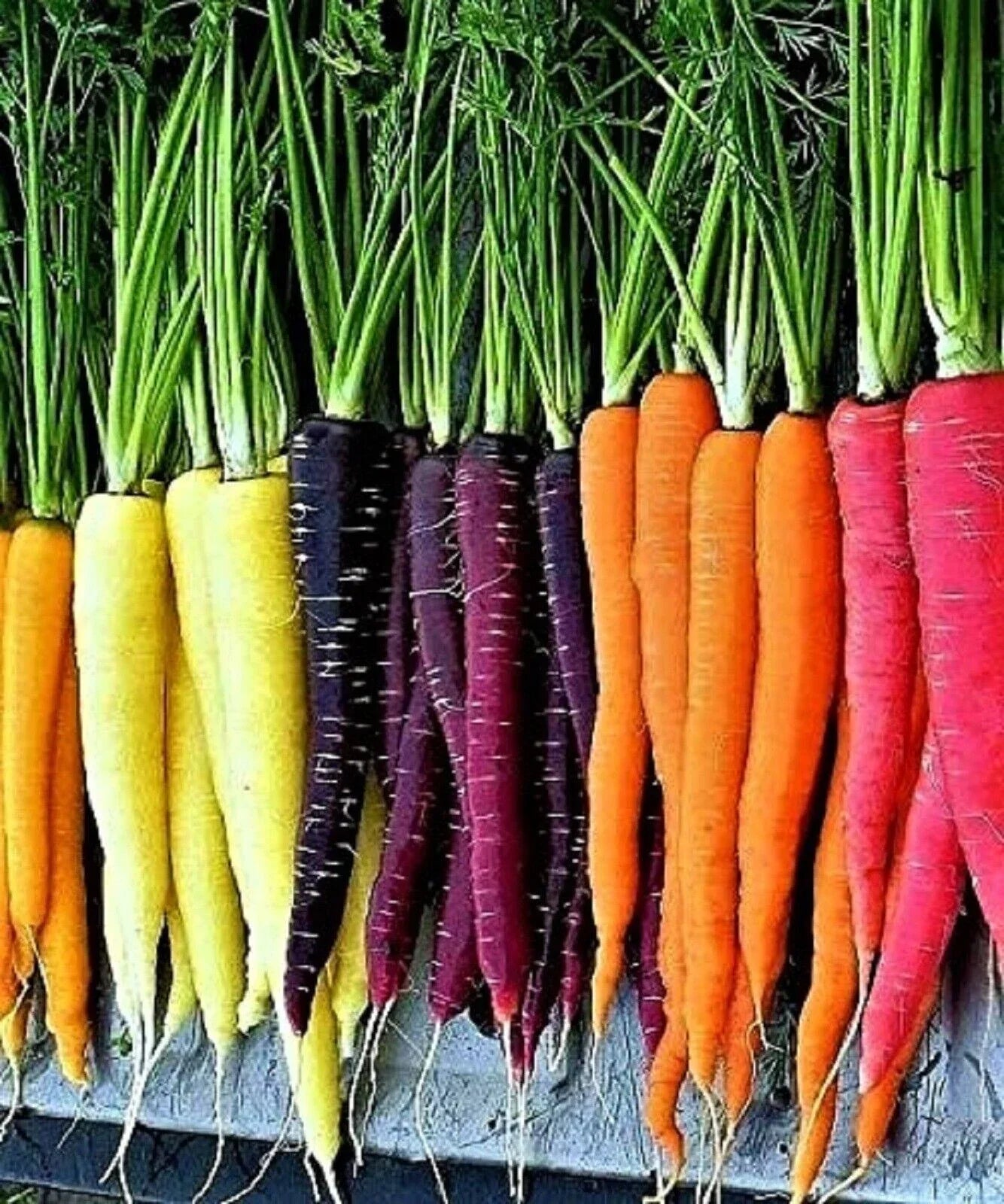 Rainbow Carrot Seeds - Organic Heirloom Non-GMO Mix for Colorful Vegetable Garden, 200+ Seeds
