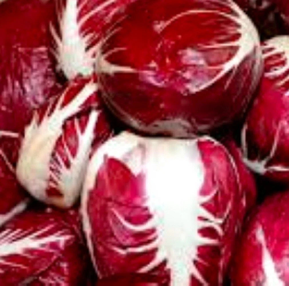 Radicchio Seeds | Palla Rosa Heirloom Variety | Fresh Garden Seeds | Cichorium intybus