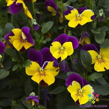 Freefall Purple Wing Pansy Seeds - 200+ Count - Viola - Ideal for Garden Planting - USA - Non-GMO