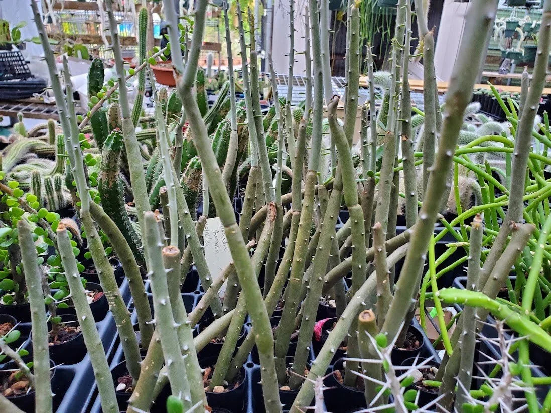 Rooted Cutting Alluaudia dumosa Madagascar Succulent Plant - Drought-Tolerant Desert Flora for Indoor & Outdoor Gardens
