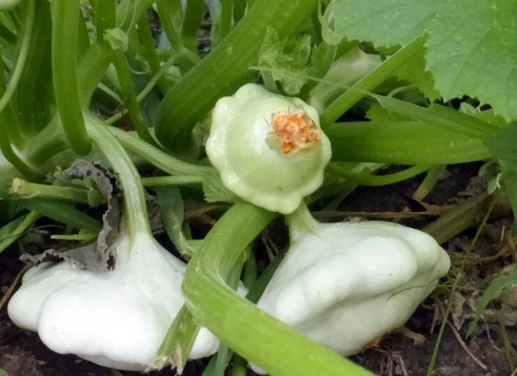 Early Scallop White Bush Patty Pan Summer Squash Seeds - 20 Heirloom Cucurbita pepo, Compact Plant, Full Sun, Free Shipping