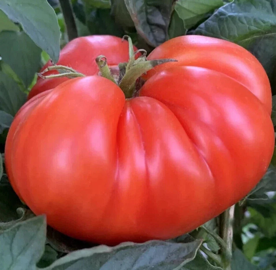 Mortgage Lifter Tomato Seeds 50+ Indeterminate Beefsteak Solanum lycopersicum for Vegetable Garden