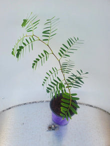 LIVE TAMARIND Plant - Fruit Tree, Tropical Variety - Tamarindus indica by WSS