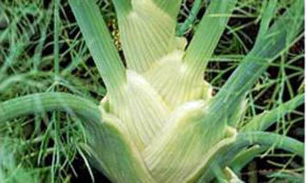 Fennel Seeds - 500 Non-GMO Florence Heirloom Foeniculum vulgare var. dulce for Culinary & Garden Use
