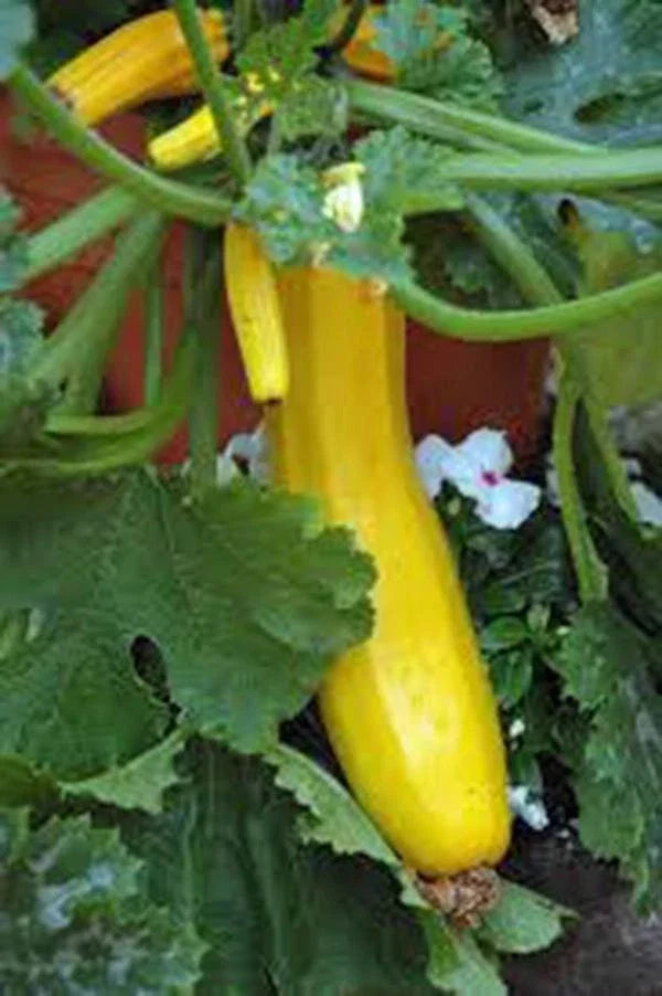 Early Prolific Straight Neck Squash Seeds - Heirloom Cucurbita pepo, 100 Pack, Bush Type, Full Sun, Non-GMO, Perfect for Home Gardens