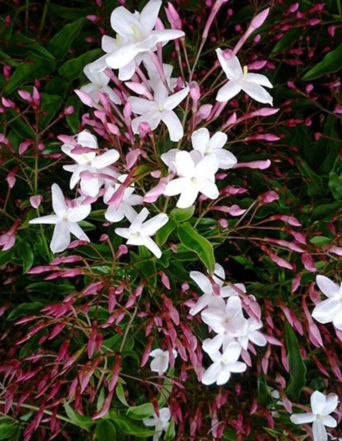 Pink Star Jasmine Cuttings 10 Pack, Polyanthum, Fragrant Pink Blooms, Climbing Vine, Jasminum polyanthum