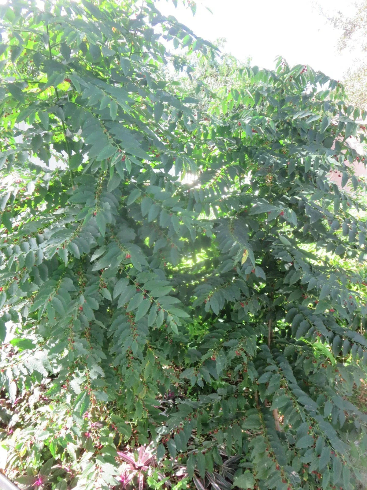 Katuk Star Gooseberry Cuttings - 5 Fresh Unrooted Stems - Sweet Leaf - Sauropus androgynus Garden Plant