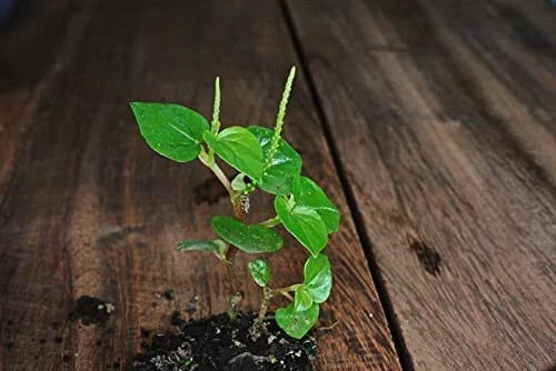 Crab Claw Seeds 1000+ Peperomia pellucida Rau Cang Cua Indoor & Outdoor Gardening