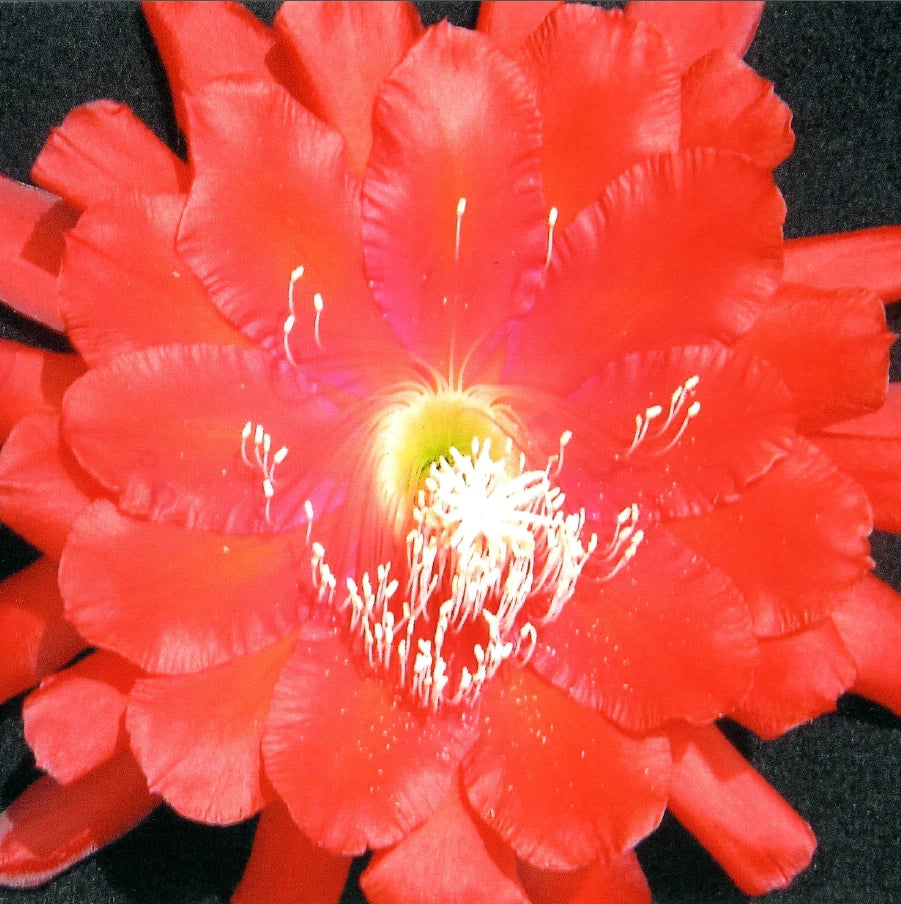 Epiphyllum "Edith Belle" Orchid Cactus Cuttings – Tropical Succulent Plant, Pink & White Blooms, Easy Care, Propagation, Don's Collection