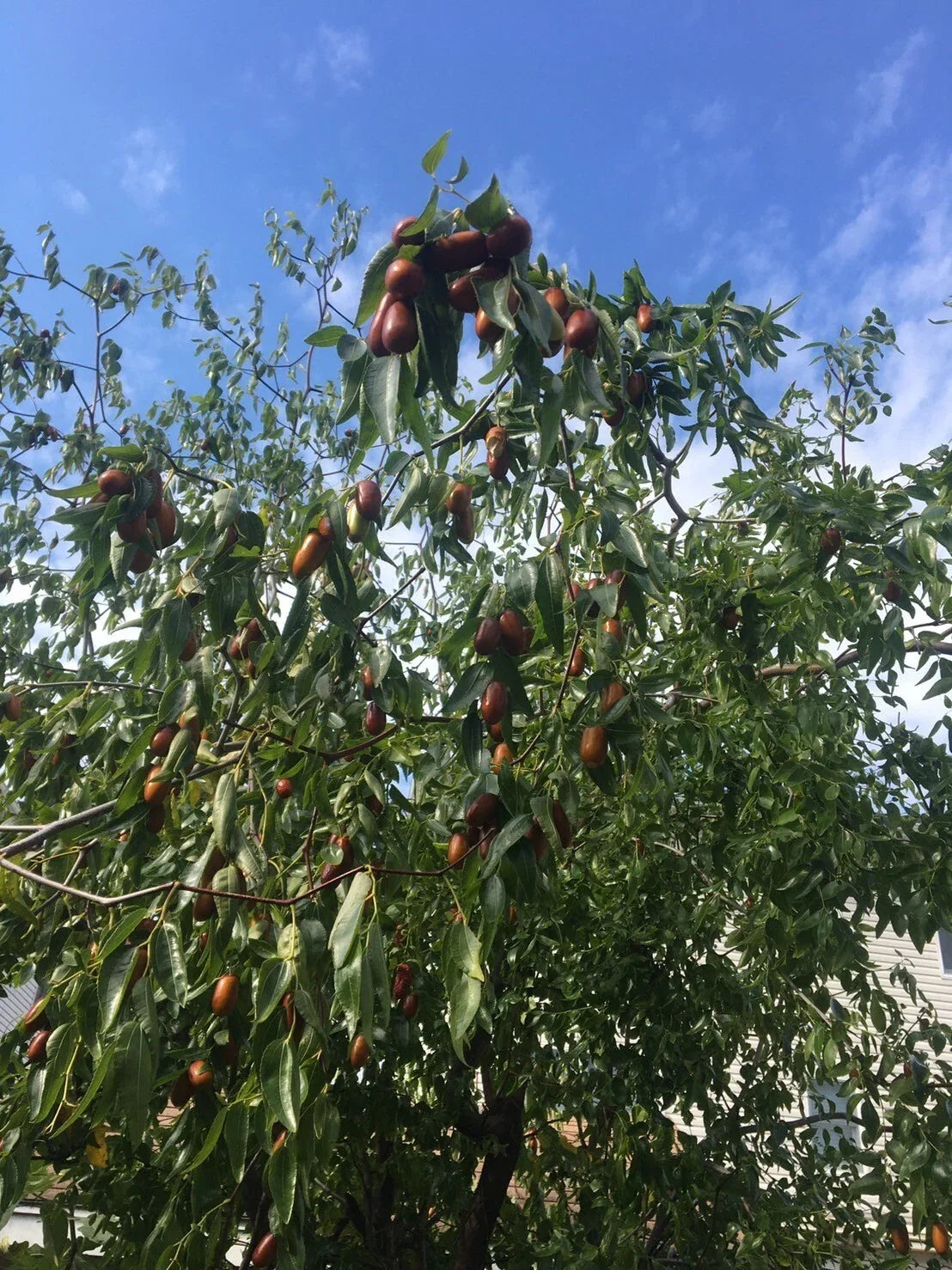 Tigertooth Jujube Tree Cuttings - 6-8 Inch Fresh Hardened Twigs for Grafting - Ziziphus jujuba 'Tigertooth'