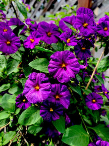 Lycianthes rantonnetii Live Plant, 6” Tall, Kangaroo Apple, Tropical Perennial, Indoor/Outdoor Gardening