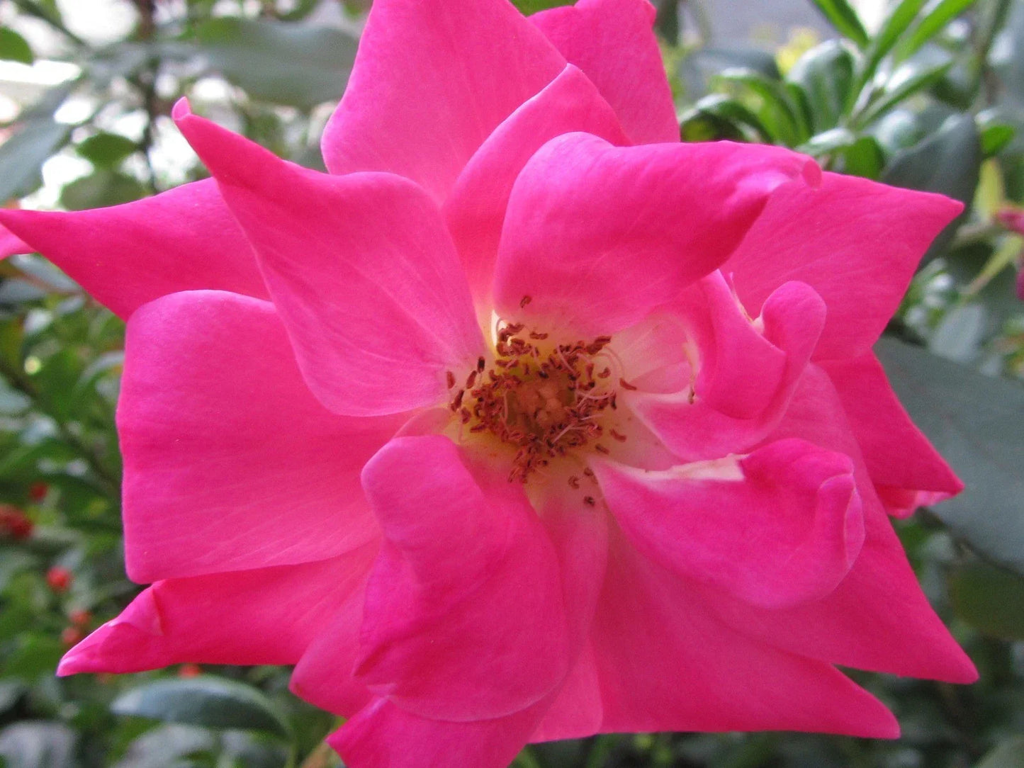 Organic Pink Rose Cuttings - 5 Ready to Root Rosa spp. Perennial Garden Plants for Home Gardens