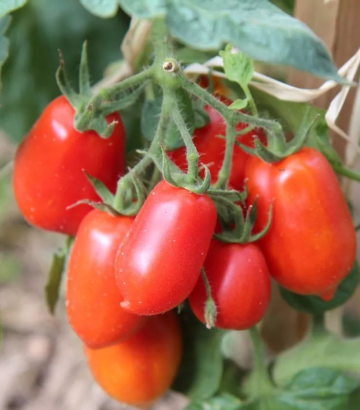 San Marzano Tomato Seeds 50 Count Heirloom Non-GMO Determinate Solanum lycopersicum Vegetable Garden