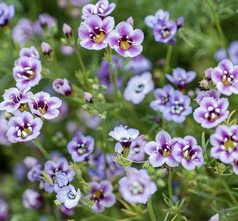 Bird's Eyes Seeds - Gilia Tricolor - 1000+ Multi-Color Flower Seeds for Pollinator Gardens - USA Seller, Free Shipping