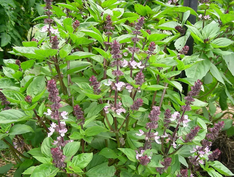Anise Persian Basil Seeds 600 Count - Ocimum basilicum with Black Licorice Flavor for Herb Garden, Culinary Use