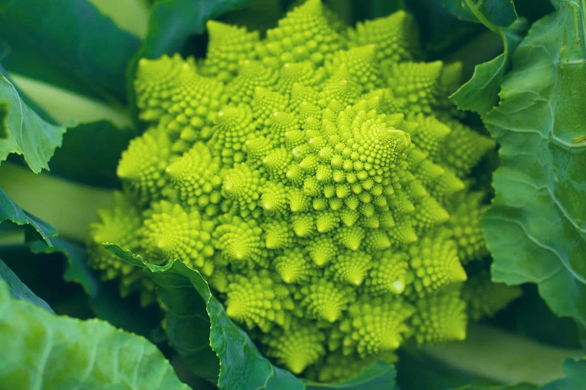 Romanesco Broccoli Seeds 250+ | Non-GMO Brassica oleracea Seeds Made in USA