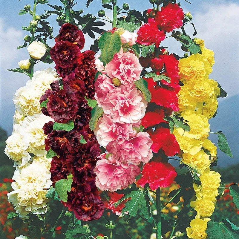 Hollyhock Seeds - Chater's Double Mix - Alcea rosea - Garden Flower Seeds for Borders & Cut Flowers