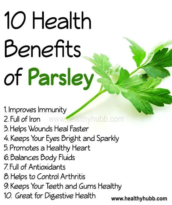 Forest Green Parsley Seeds - 500 Non-GMO Open Pollinated - Petroselinum crispum