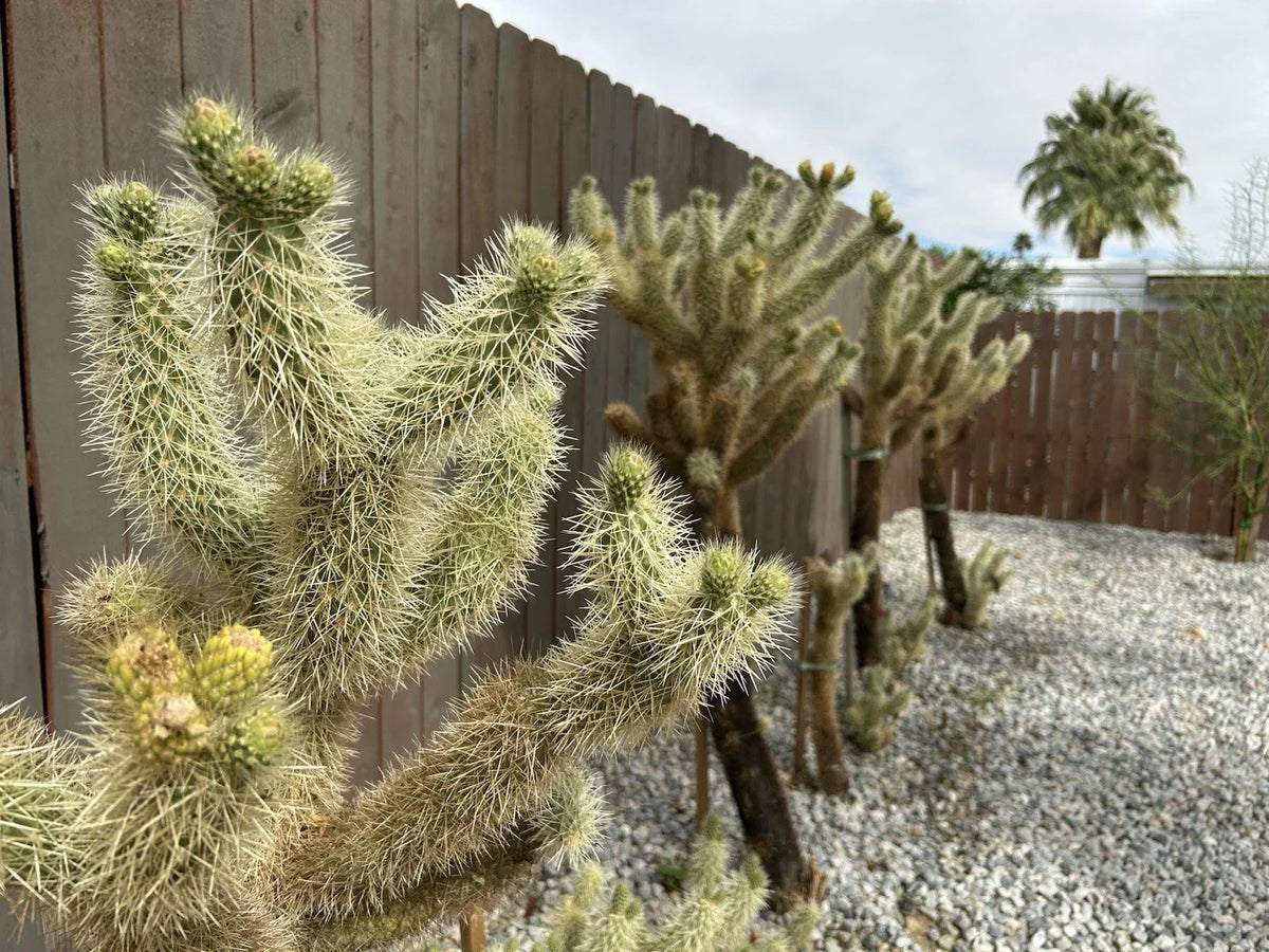 Live Teddybear Cholla Cuttings - Cylindropuntia Bigelovii - Drought-Tolerant Indoor/Outdoor Cactus for Xeriscaping