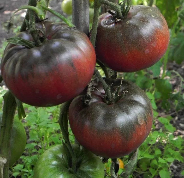 Black Krim Tomato Seeds - Non-GMO Heirloom Variety - Solanum lycopersicum - Rare Dark Reddish-Purple Tomato Seeds