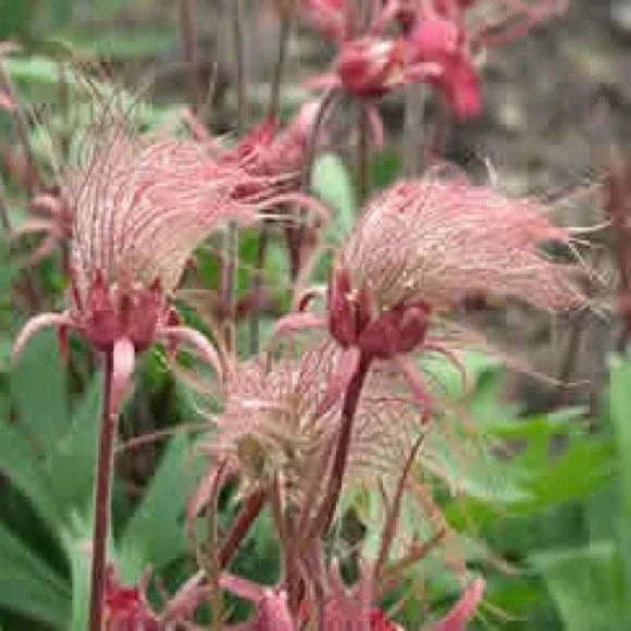 Prairie Smoke Seeds - 10 Pack - Pink Flowers - Geum triflorum - Drought Tolerant Perennial for Rock Gardens