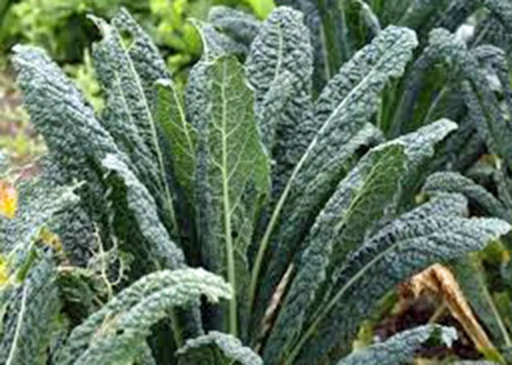 Kale Seeds - Non-GMO Premier Variety, Over 50 Seeds for Salads & Cooking, Brassica oleracea