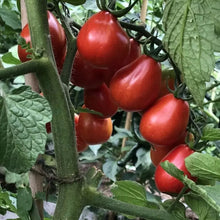 Napoli Tomato Seeds - 120+ Heirloom Organic NON-GMO Seeds - Solanum lycopersicum - Fresh Gardening Supplies