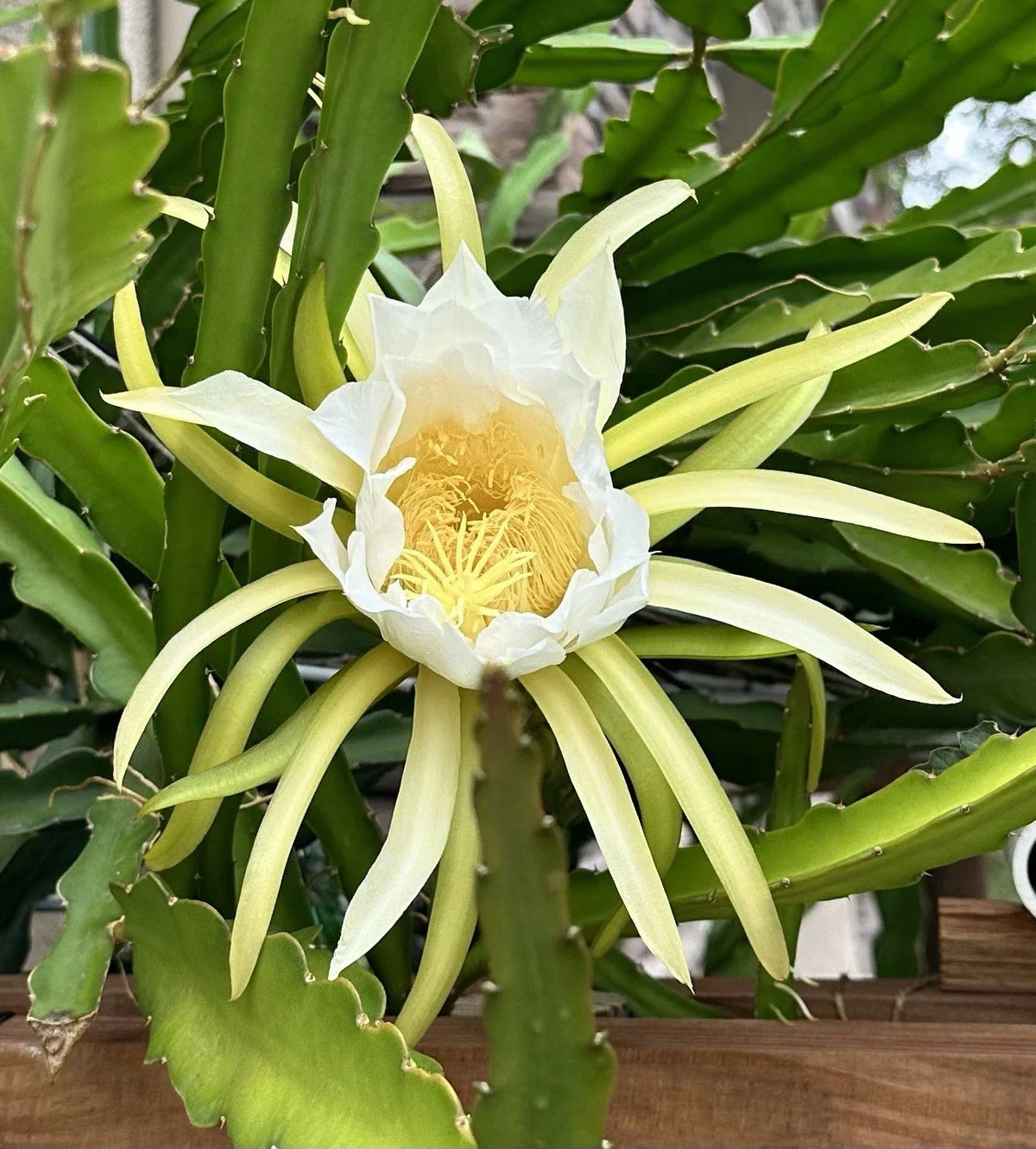 Dragon Fruit Cuttings 8-10 Inch Long, Hylocereus undatus, Fresh Pitaya Planting Material for Indoor & Outdoor Gardens