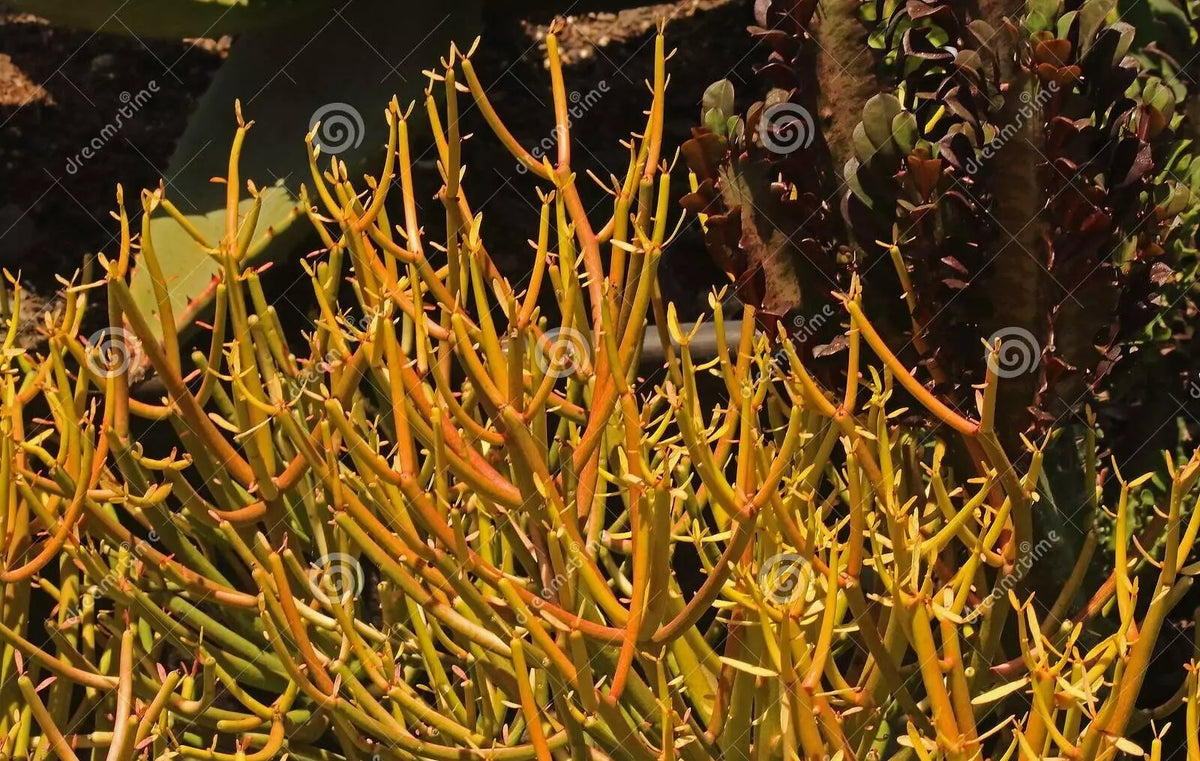 Fire Sticks Euphorbia Tirucalli Succulent Cuttings, Bright Color, Drought Tolerant, Indoor & Outdoor Plant, 10 Fresh Clippings