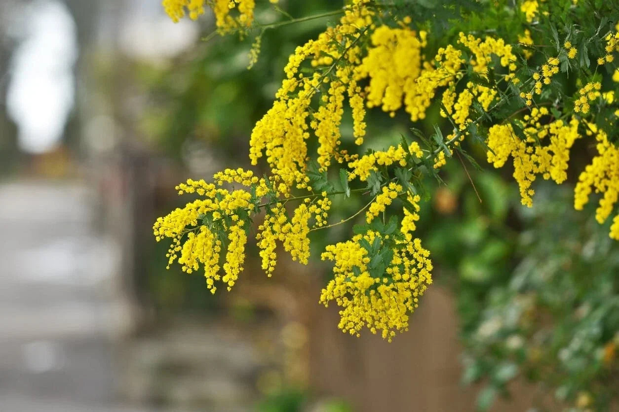Acacia Golden Wattle Tree Seeds - 30 Fresh Acacia pycnantha Seeds for Garden, Full Sun, Drought Tolerant