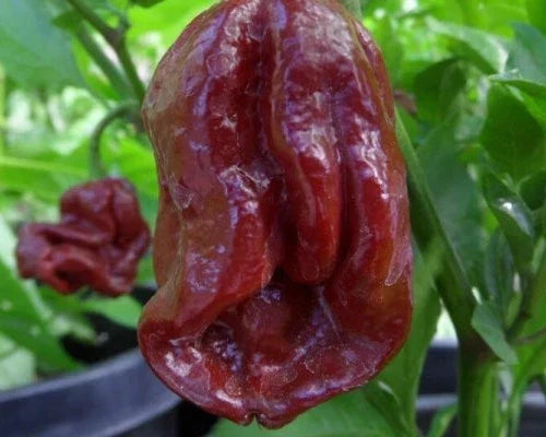 7-Pot Douglah Pepper Seeds - 15 Authentic Super-Hot Capsicum chinense Seeds