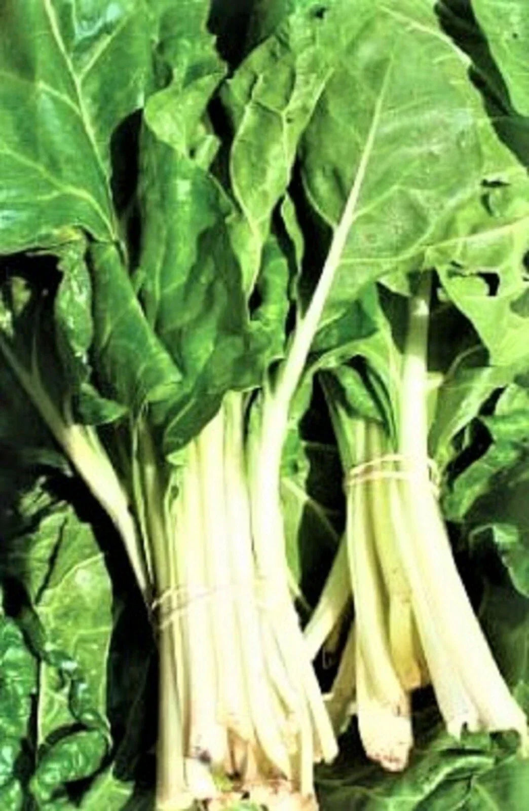 Large White Ribbed Swiss Chard Seeds - Non-GMO, 100+ Seeds for Home Gardens Beta vulgaris subsp. cicla