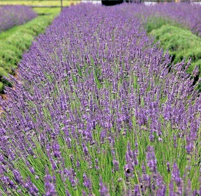 Phenomenal Lavender Live Plant - 4-Inch Pot, Lavandula x intermedia 'Phenomenal', Aromatic Perennial Herb for Garden or Indoor Use