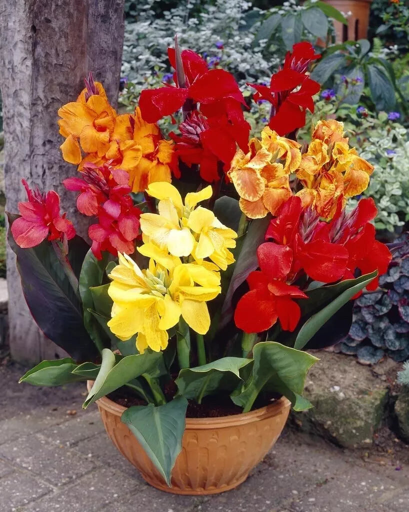 Mixed Canna Lily Bulbs - 10 Pack - Vibrant Canna indica Flowers