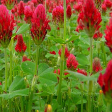 Crimson Clover Seeds | Heirloom NON-GMO Cover Crop | Trifolium incarnatum for Soil Improvement & Biodiversity