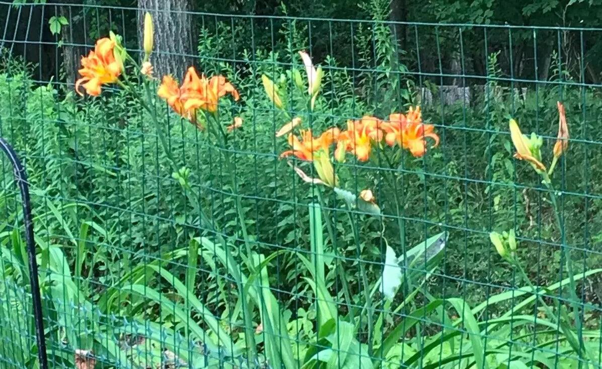Orange Daylily Bulbs - 10 Bare Roots - Hemerocallis fulva - Ditch Lily for Summer & Fall Gardens