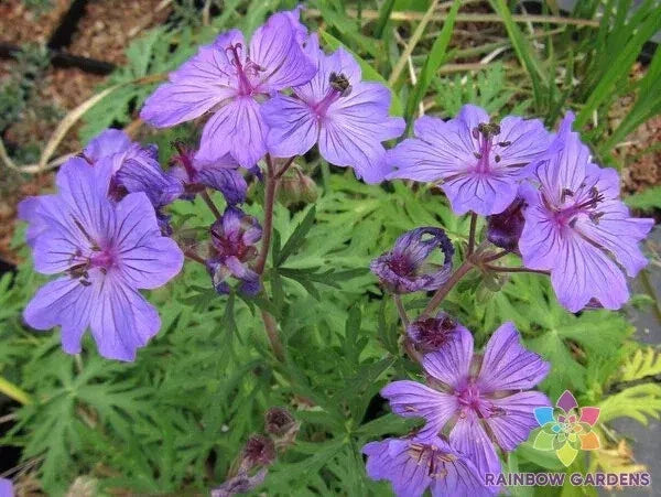 Malviflorum Geranium Seeds - 25+ USA Grown Seeds for Vibrant Garden Blooms