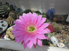 Echinopsis 'Gary Brandfeller' Hybrid Lavender Cactus 5" Pot with 1 Pup - Unique Succulent Plant for Cactus Lovers