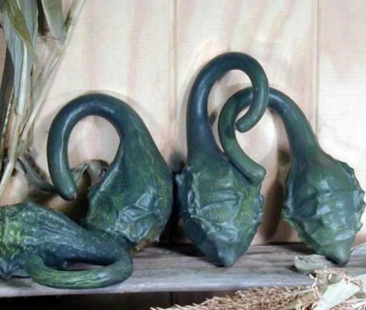 Heirloom Dinosaur Gourd Seeds – Caveman's Club, Maranka Squash, Unique Gourds for Gardening, Cucurbita pepo, 20 Seeds