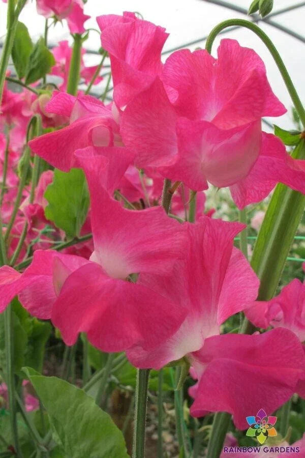 Sweet Pea Seeds - 50+ Grandma Butt Variety - Lathyrus odoratus - USA Garden Planting