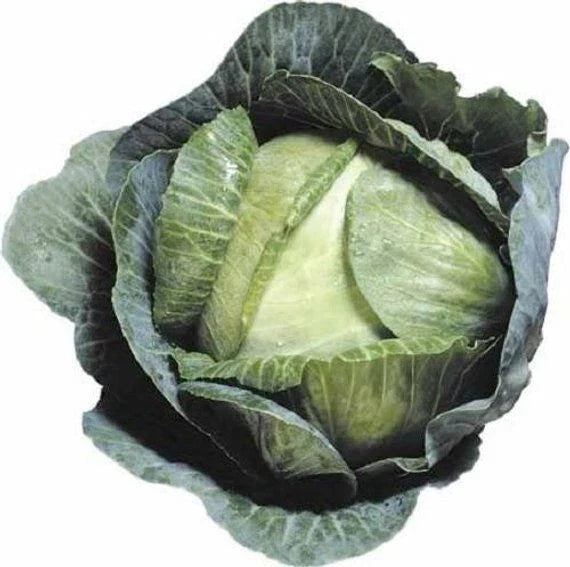 Cabbage Seeds Pack of 1000+ | Early Jersey Wakefield Heirloom Non-GMO Brassica oleracea