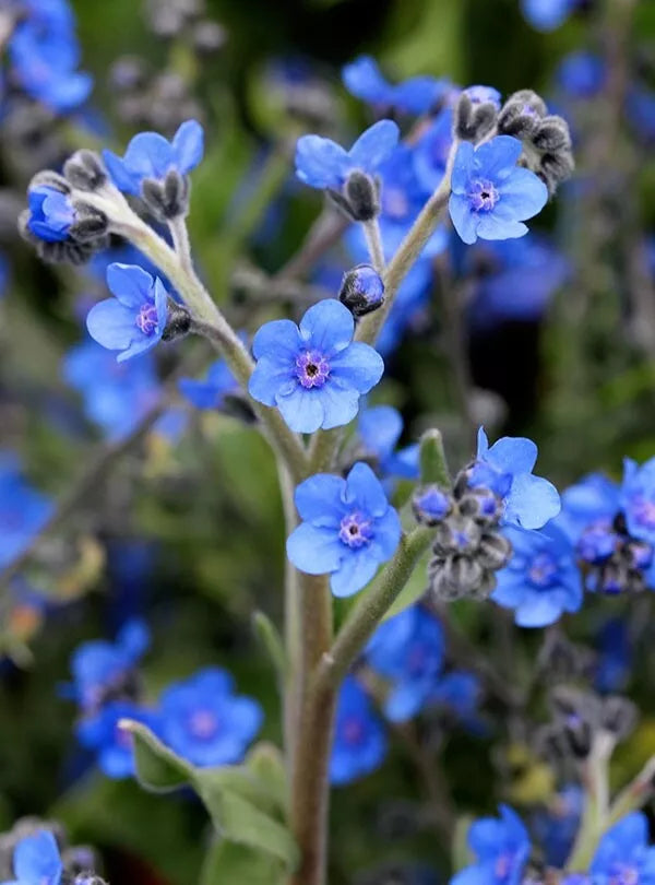 Forget-Me-Not Seeds 150 Organic True Blue Flowers Myosotis sylvatica Garden Seeds