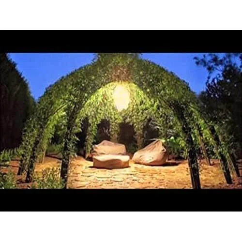 Willow Tree Kit - 10 Salix spp. Trees with Video Tutorial for Garden Structures