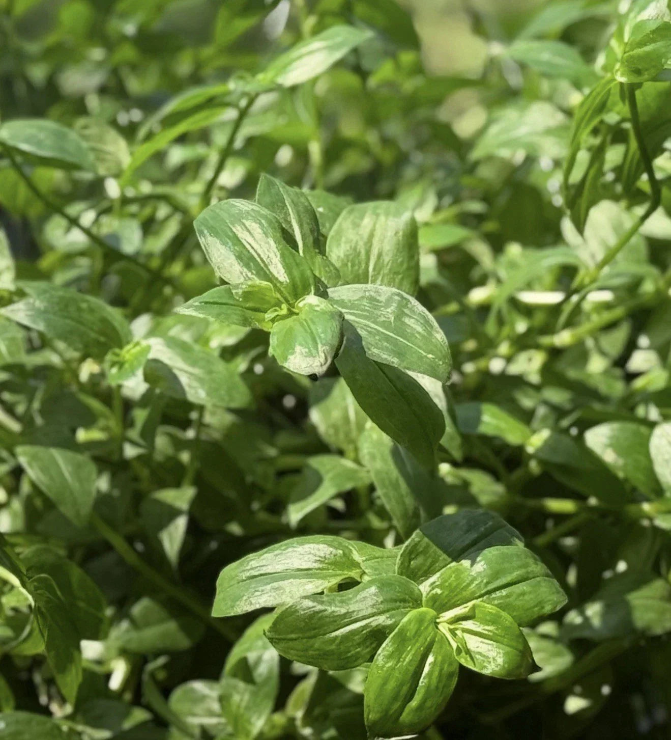 Rooted Wandering Jew Plant - Tradescantia Fluminensis Green Variegated Indoor Plant in 4-Inch Pot