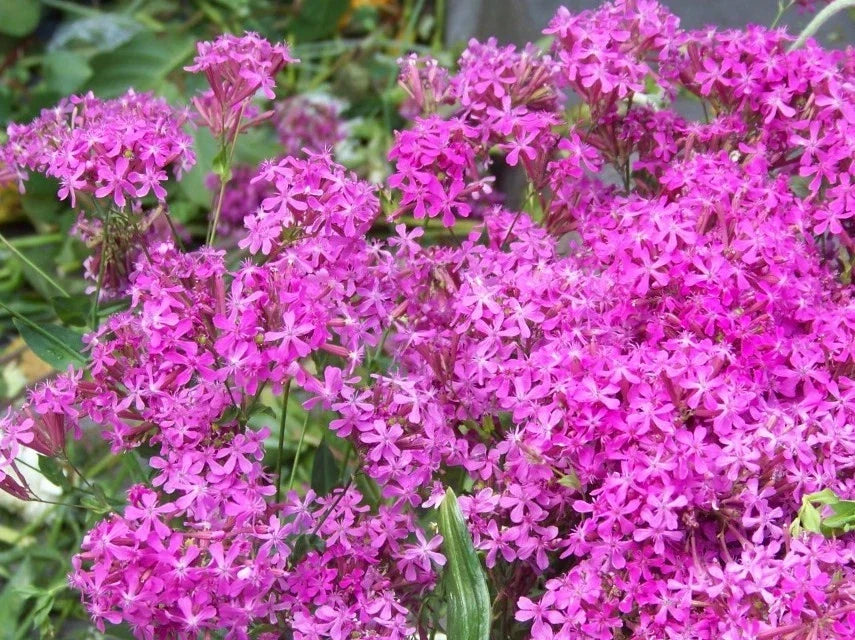 Catchfly Seeds - 2000 Count Pink Blooms Silene armeria Fast-Growing Garden Seeds