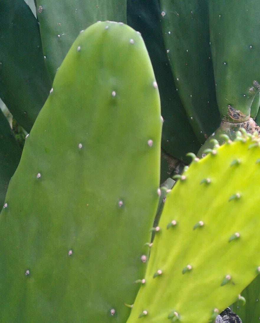 Miniature Prickly Pear Cactus - 4" Opuntia Succulent Rooted Indoor Plant, Easy Care, Drought Tolerant, Desert Plant