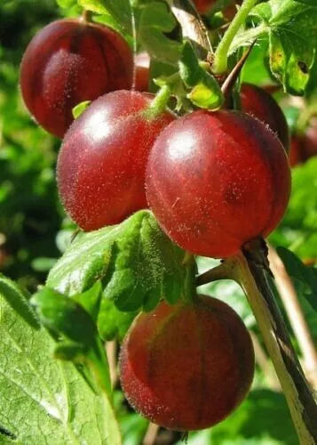Captivator Gooseberry Plant - Live Dormant Rooted Cutting - Ribes uva-crispa - Hardy Shrub for Zones 3-8